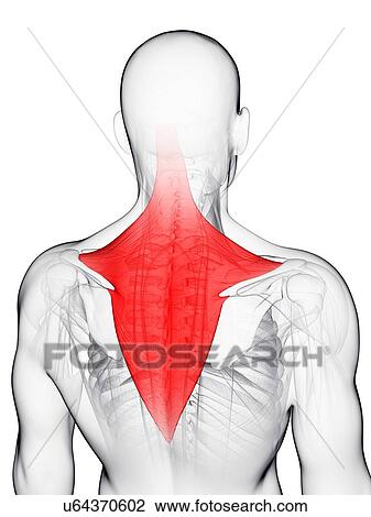 Back muscle, artwork View Large Illustration Drawing - Back muscle, artwork. Fotosearch