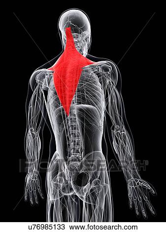 Drawing - Back muscle, artwork. Fotosearch