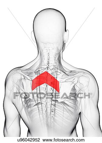 Back muscle, artwork View Large Illustration Drawing - Back muscle, artwork. Fotosearch