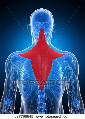 Back muscle, artwork View Large Illustration Stock Illustration - Back muscle, artwork. Fotosearch