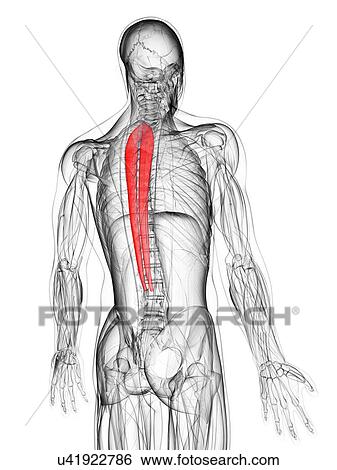 Back muscle, artwork View Large Illustration Stock Illustration - Back muscle, artwork. Fotosearch