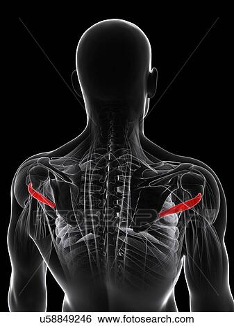 Back muscle, artwork View Large Illustration Stock Illustration - Back muscle, artwork. Fotosearch