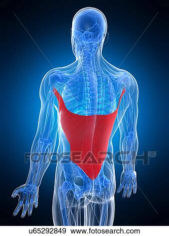 Stock Illustration - Back muscle, artwork. Fotosearch