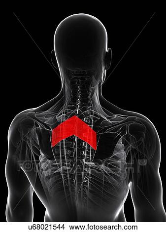 Back muscle, artwork View Large Illustration Stock Illustration - Back muscle, artwork. Fotosearch