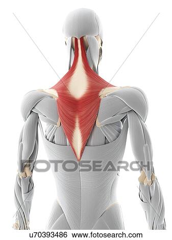 Back muscle, artwork View Large Illustration Stock Illustration - Back muscle, artwork. Fotosearch