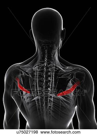 Back muscle, artwork View Large Illustration Stock Illustration - Back muscle, artwork. Fotosearch
