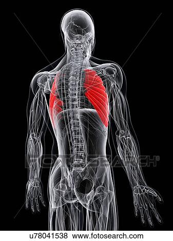 Back muscle, artwork View Large Illustration Stock Illustration - Back muscle, artwork. Fotosearch