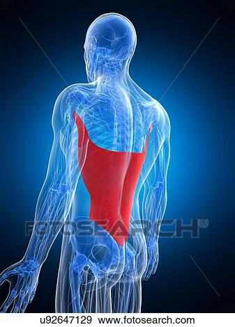 Stock Illustration - Back muscle, artwork. Fotosearch