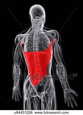 Stock Illustration - Back muscle, artwork. Fotosearch