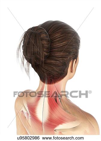 Back muscle, artwork View Large Illustration Stock Illustration - Back muscle, artwork. Fotosearch