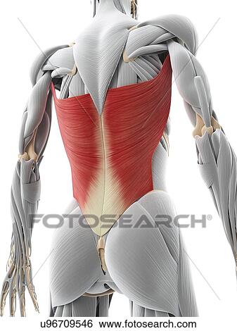 Back muscle, artwork View Large Illustration Stock Illustration - Back muscle, artwork. Fotosearch