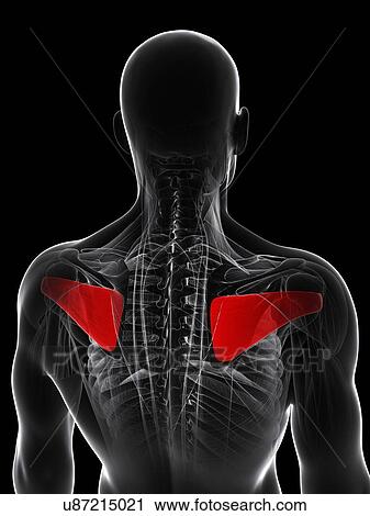 Clip Art - Back muscles, artwork. Fotosearch