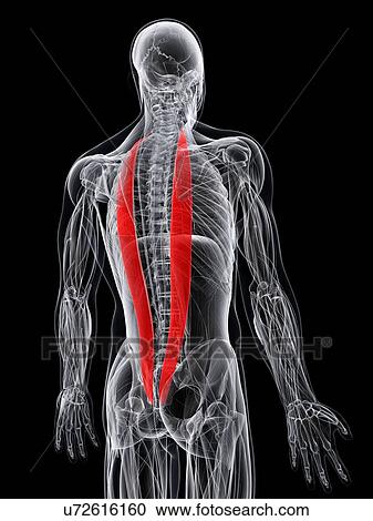 Clipart - Back muscles, artwork. Fotosearch
