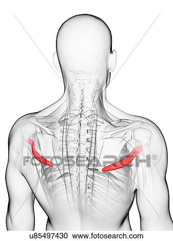 Clipart - Back muscles, artwork. Fotosearch