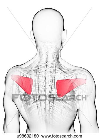 Clipart - Back muscles, artwork. Fotosearch