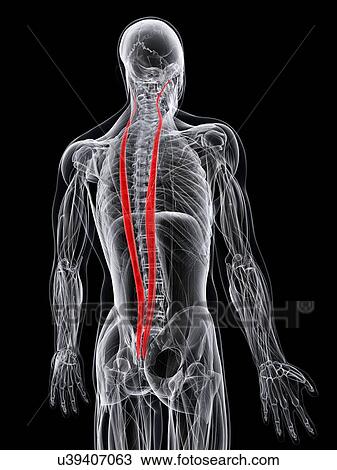 Drawing - Back muscles, artwork. Fotosearch