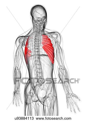 Back muscles, artwork Drawing | u93884113 | Fotosearch