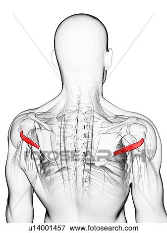 Stock Illustration - Back muscles, artwork. Fotosearch
