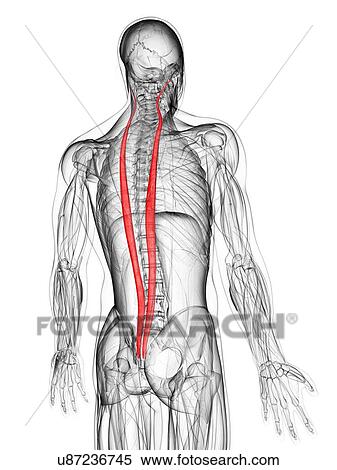Back muscles, artwork View Large Illustration Stock Illustration - Back muscles, artwork. Fotosearch