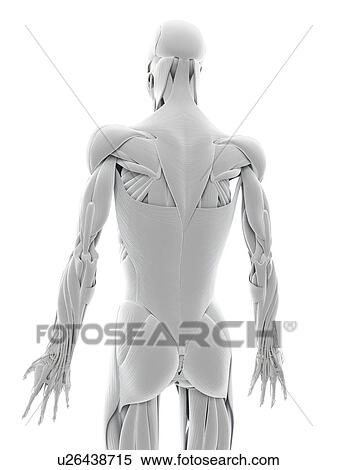 Stock Illustration - Back musculature, artwork. Fotosearch