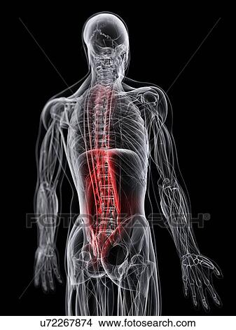 Back pain, conceptual artwork View Large Illustration Stock Illustration - Back pain, conceptual artwork. Fotosearch