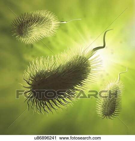 Bacteria, artwork View Large Illustration Clip Art - Bacteria, artwork. Fotosearch