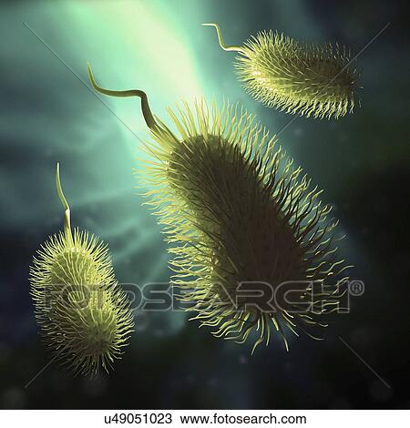 Drawing - Bacteria, artwork. Fotosearch