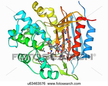 Stock Illustration - Bacterial cell wall enzyme molecule. Fotosearch