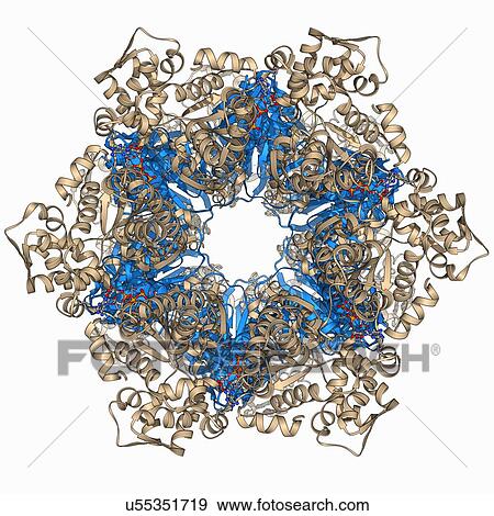 Bacterial protease molecule View Large Illustration Stock Illustration - Bacterial protease molecule. Fotosearch
