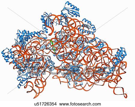 Bacterial ribosome, molecular model View Large Illustration Stock Illustration - Bacterial ribosome, molecular model. Fotosearch