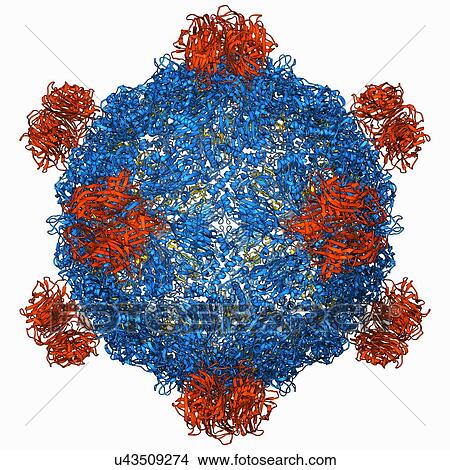 Bacteriophage alpha 3 capsid View Large Illustration Stock Illustration - Bacteriophage alpha 3 capsid. Fotosearch