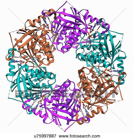 Stock Illustration - Bacteriophage ATPase molecule. Fotosearch