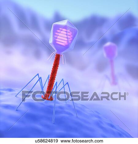 Stock Illustration - Bacteriophage infecting bacterium. Fotosearch