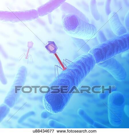 Bacteriophage infecting bacterium View Large Illustration Stock Illustration - Bacteriophage infecting bacterium. Fotosearch