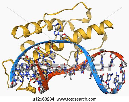 Stock Illustration - Bacteriophage restriction enzyme. Fotosearch