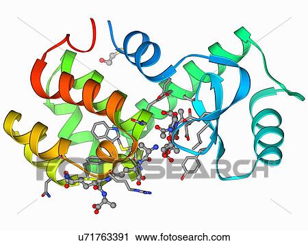 Bacteriophage T4 lysozyme molecule View Large Illustration Clip Art - Bacteriophage T4 lysozyme molecule. Fotosearch