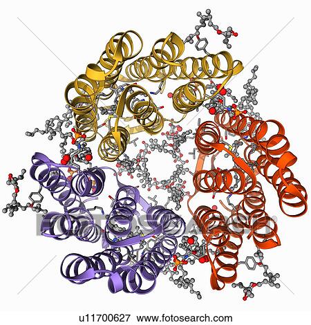 Bacteriorhodopsin protein View Large Illustration Stock Illustration - Bacteriorhodopsin protein. Fotosearch