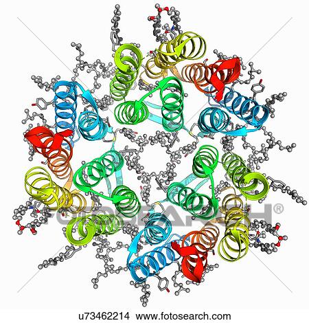 Stock Illustration - Bacteriorhodopsin protein. Fotosearch