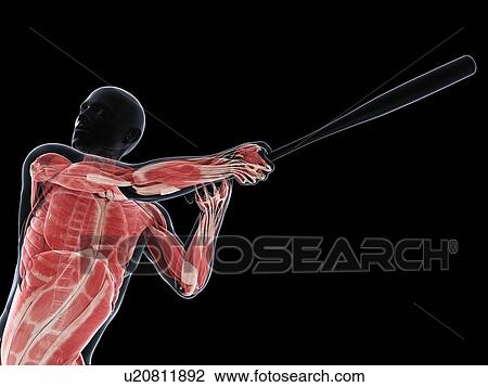 Drawing - Baseball player, artwork. Fotosearch