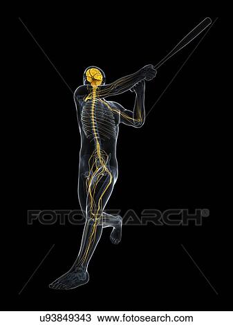 Baseball player, artwork View Large Illustration Drawing - Baseball player, artwork. Fotosearch