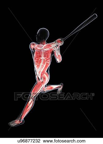 Baseball player, artwork View Large Illustration Drawing - Baseball player, artwork. Fotosearch