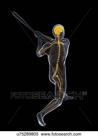 Baseball player, artwork View Large Illustration Stock Illustration - Baseball player, artwork. Fotosearch