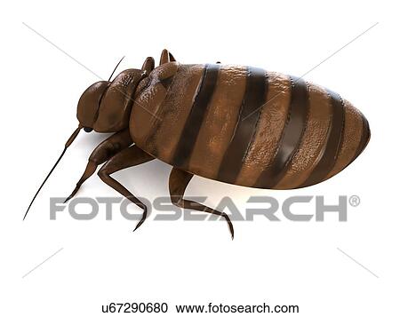 Bed bug, artwork View Large Illustration Clipart - Bed bug, artwork. Fotosearch