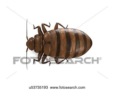 Drawing - Bed bug, artwork. Fotosearch