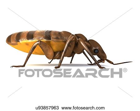 Bed bug, artwork View Large Illustration Drawing - Bed bug, artwork. Fotosearch
