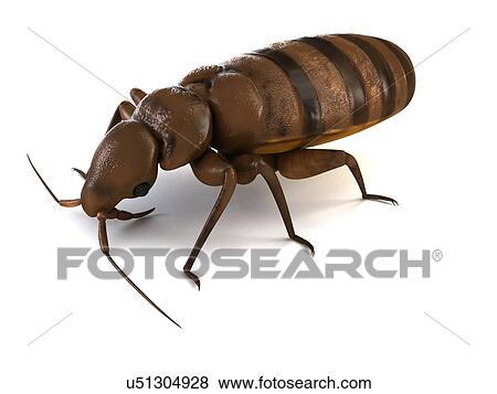 Bed bug, artwork View Large Illustration Stock Illustration - Bed bug, artwork. Fotosearch