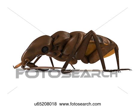 Stock Illustration - Bed bug, artwork. Fotosearch