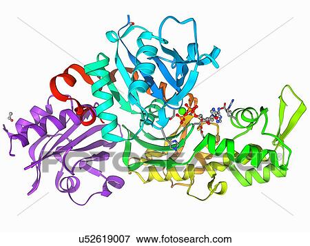 Stock Illustration - Beta-actin molecule. Fotosearch