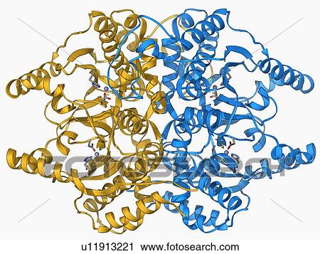 Clip Art - Beta-carbonic anhydrase molecule. Fotosearch