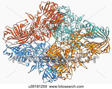 Beta-galactosidase molecule View Large Illustration Stock Illustration - Beta-galactosidase molecule. Fotosearch